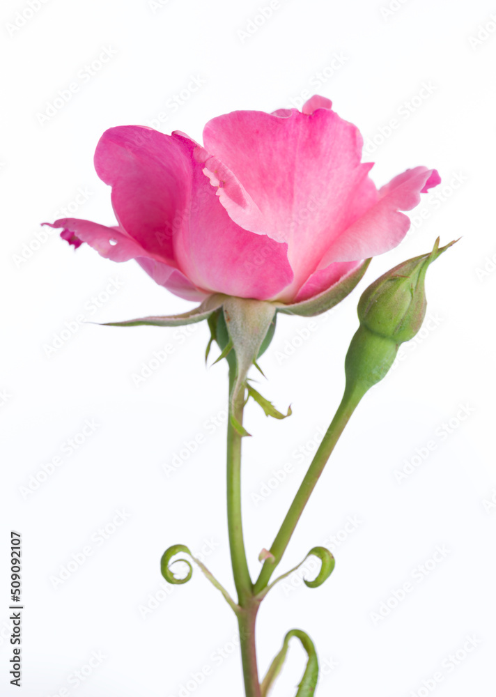 Blooming of pink rose flower on white background. Beautiful pink rose bud