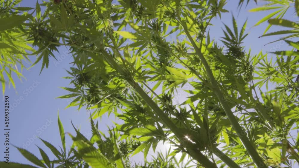 Cannabis plantation in large garden Cannabis plantation in large garden