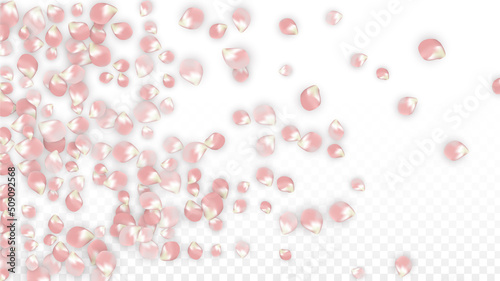 Pink Vector Realistic Petals Falling on Transparent Background. Spring Romantic Flowers Illustration. Flying Petals. Sakura Spa Design. Blossom Confetti. Design Elements for Wedding Decoration.