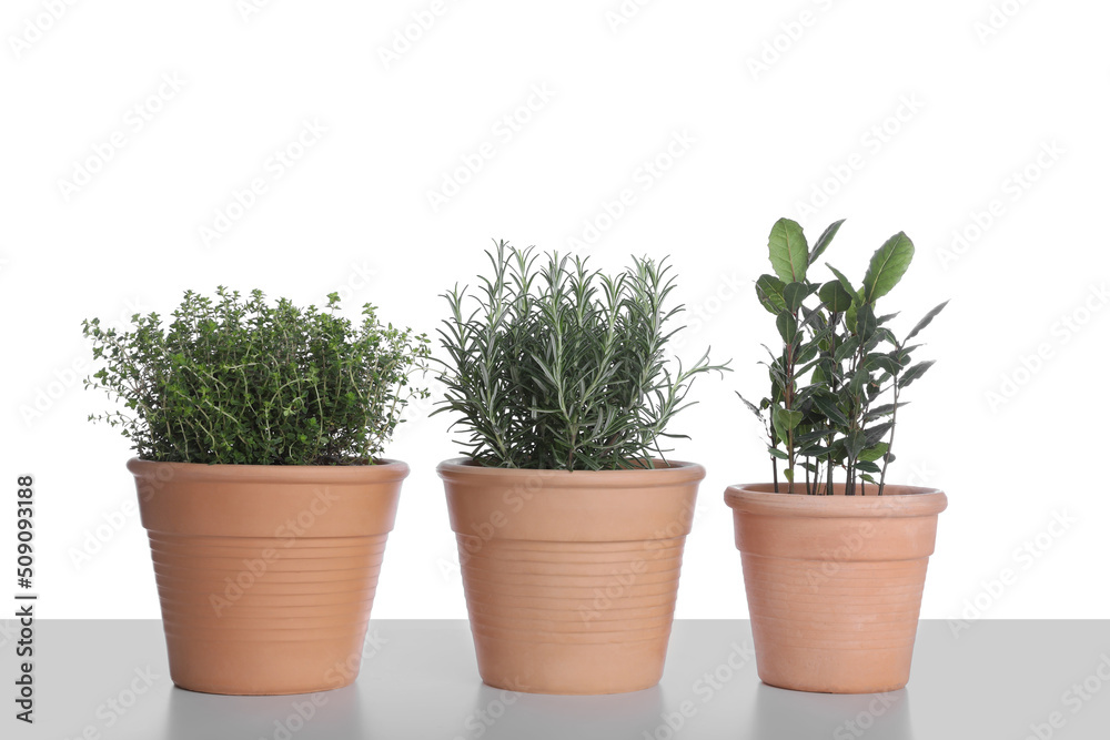 Pots with thyme, bay and rosemary on white background