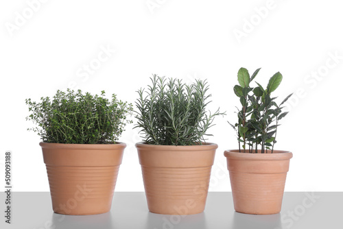 Pots with thyme, bay and rosemary on white background