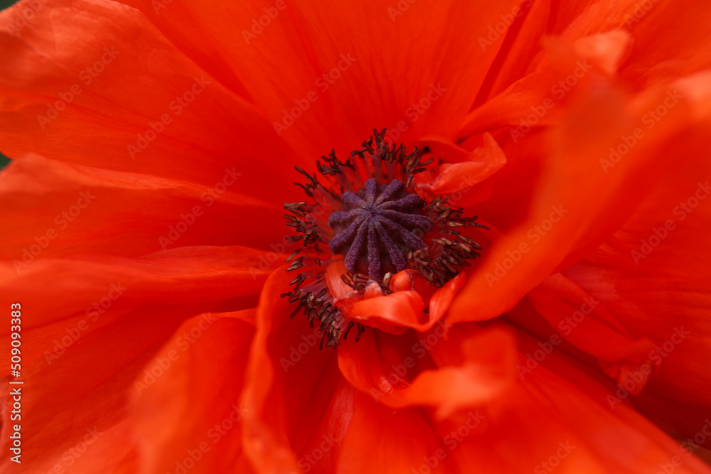 Beautiful red poppy flower as background, closeup view Beautiful red poppy flower as background, closeup view