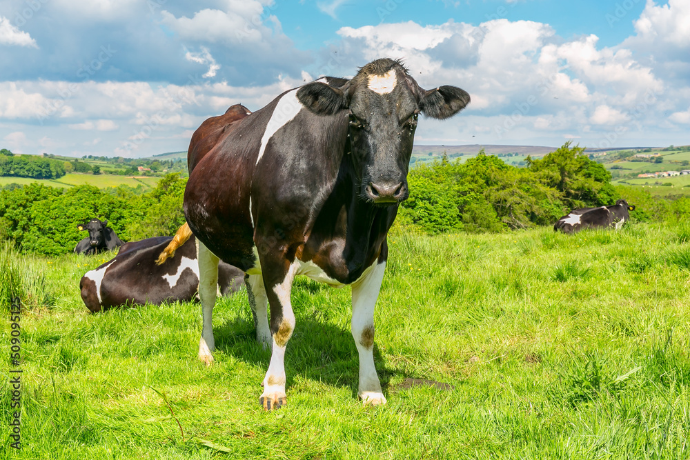 Holstein Friesian cow facing forward in lush green meadow with blue sky and fluffy, white cloud background.  North Yorkshire Moors, UK.  Copy Space. Horizontal.