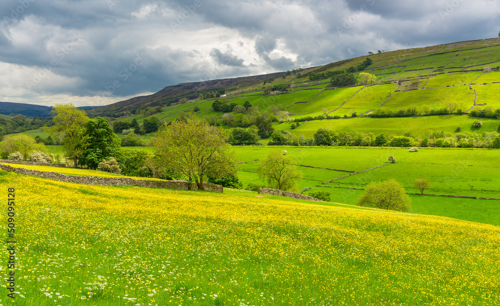 Wildflower meadows in early Summer with bright yellow buttercups, lush green fields and dramatic sky.  Swaledale, Yorkshire Dales, UK.  Horizontal.  Copy space.