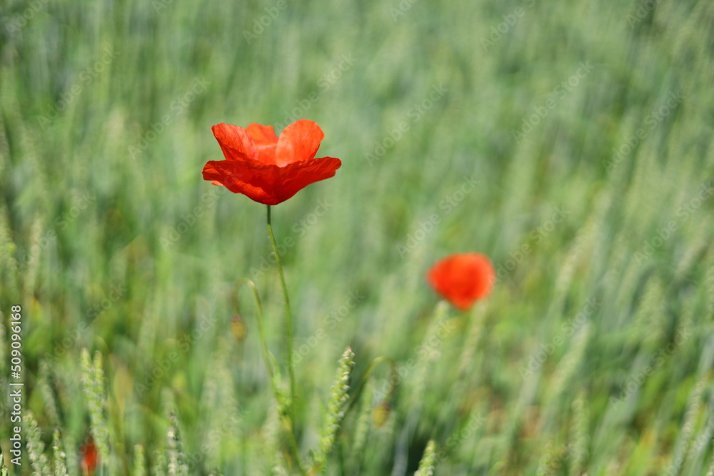Fototapeta premium poppy flowers in field