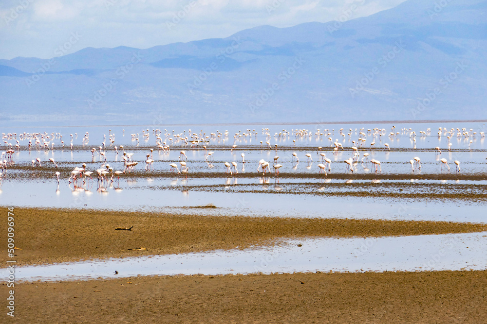 A flock of flamingos at Lake Natron, Tanzania A flock of flamingos at Lake Natron, Tanzania