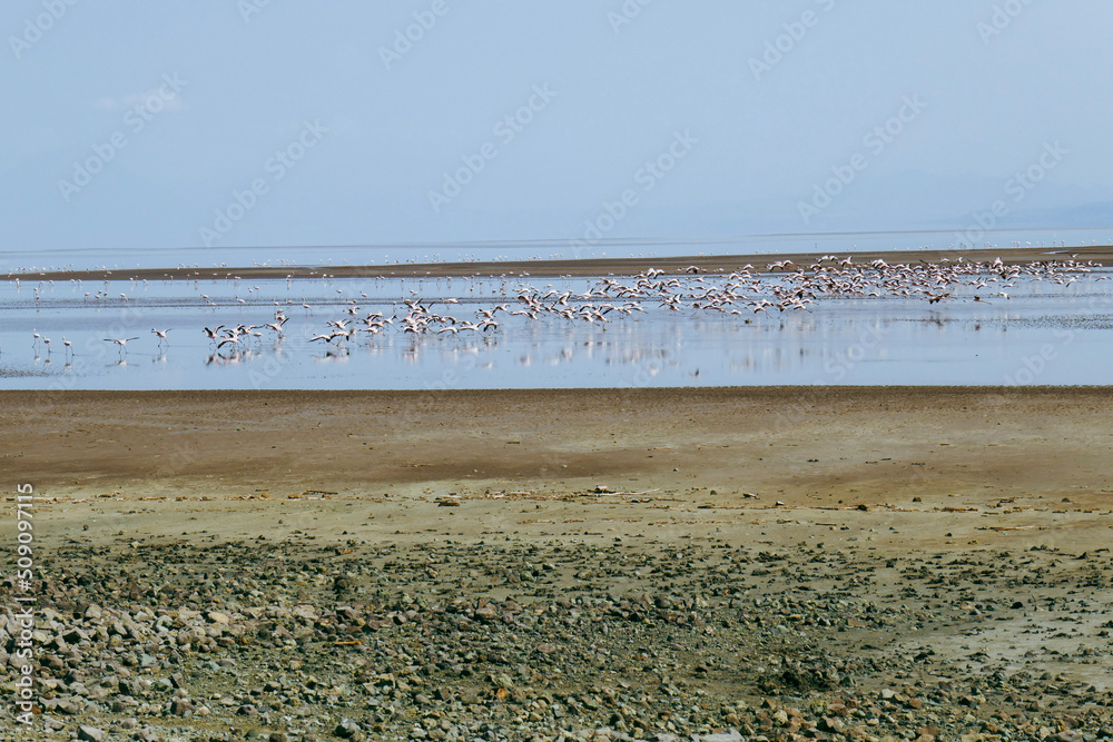 A flock of flamingos at Lake Natron, Tanzania A flock of flamingos at Lake Natron, Tanzania