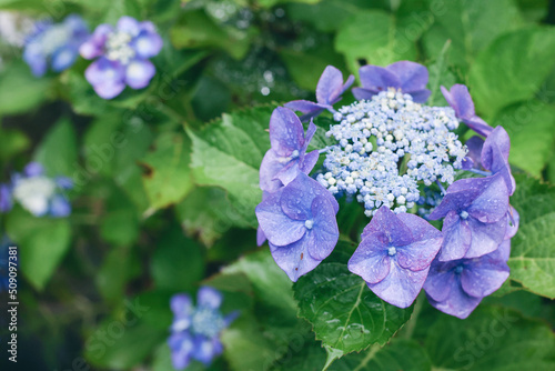 Hydrangea   beautiful violet flowers in early summer season. 