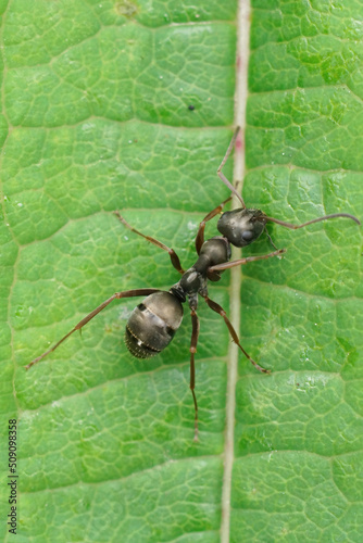 Vertical closeup on a black-colored Formica fusca ant, on a green leaf © Henk