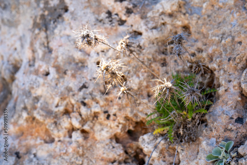 Flat view of flowers on stone background,natural light. © omar