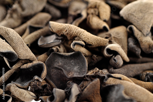 Black fungus on a white background