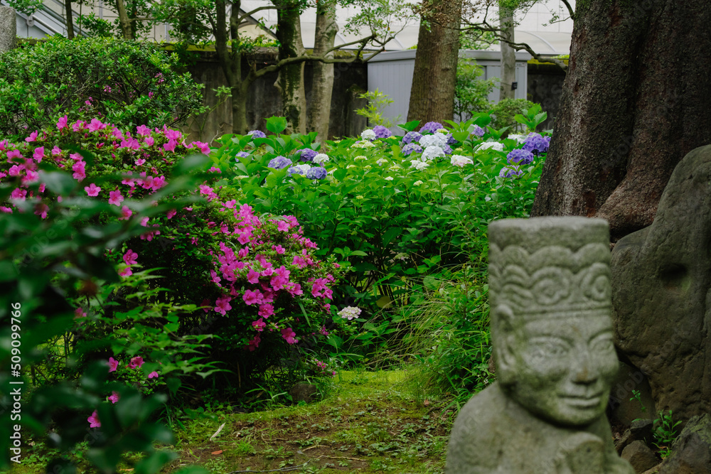 サツキと紫陽花が咲く高橋是清翁公園 サツキと紫陽花が咲く高橋是清翁公園