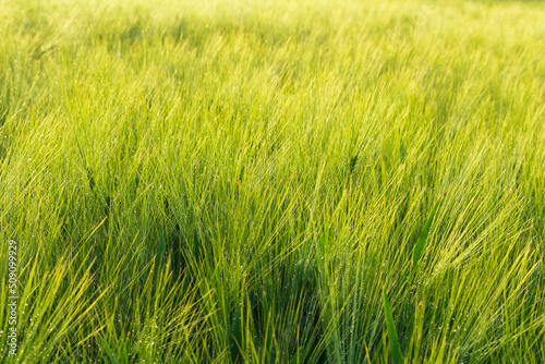 Green young barley agriculture field texture background with water drops after rain