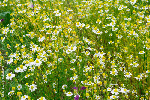 Natural white wild flowers Chamomile in the meadow. Close-up. Selective focus. Blur