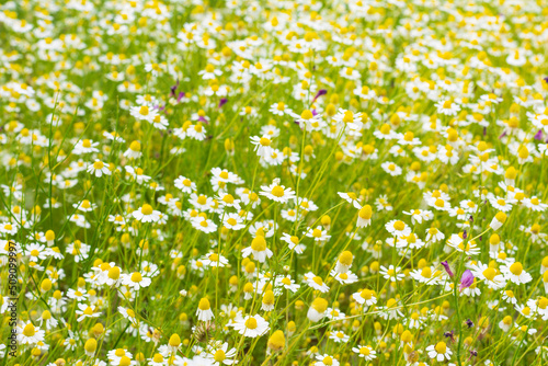 Beautiful wild flowers Chamomile in the meadow. Selective focus. Blur