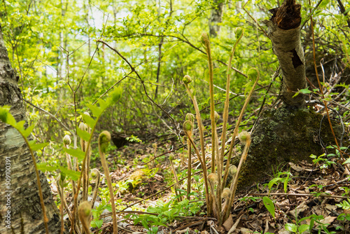                                              Osmunda japonica                                       5   