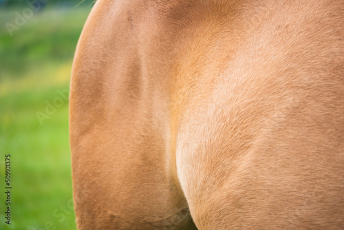 Brown colored horse body. Close up.