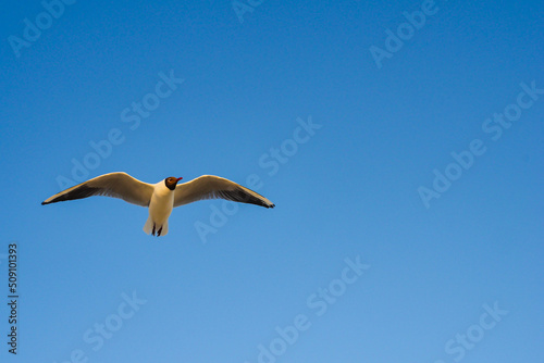 Black-headed gull flying on cloudless blue sky background.