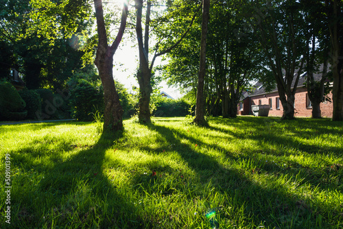 Sunny suburban lawn with trees in summer.