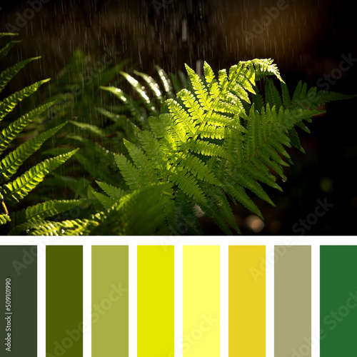 Fern fronds in summer rain, in a colour palette with complimentary colour swatches
