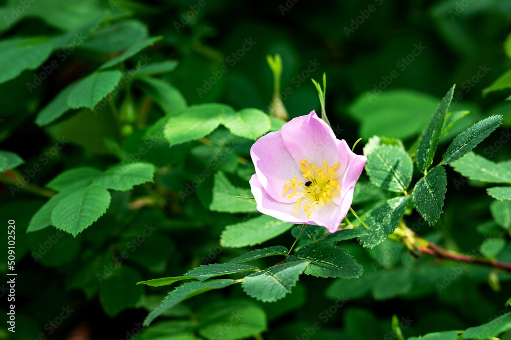 Pink rosehip flower close-up. Dogrose blooms in the park or forest Pink rosehip flower close-up. Dogrose blooms in the park or forest