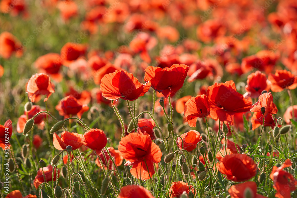 huge field of blooming red poppies in a warm evening light