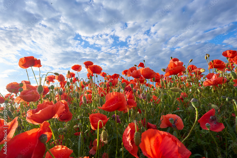 Naklejka premium huge field of blooming red poppies in a warm evening light