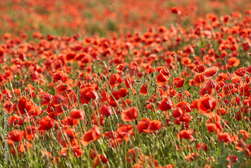 huge field of blooming red ...
