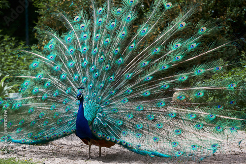 Peacock blue, peacock ordinary Pavo cristatus . Beautiful peacock showing its tail