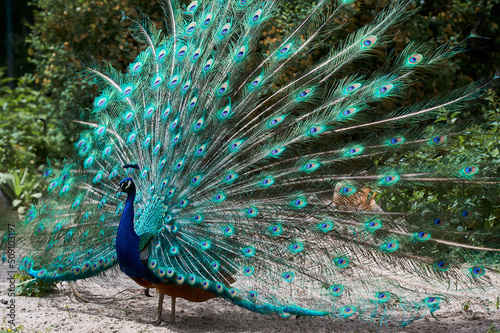 Peacock blue, peacock ordinary Pavo cristatus . Beautiful peacock showing its tail photo