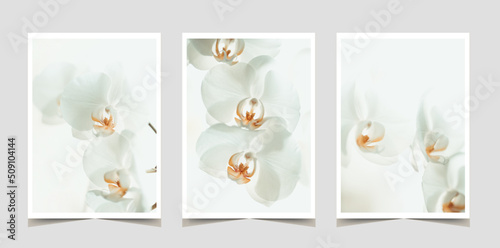 Set of beautiful White Phalaenopsis orchid flowers on pastel background. Tropical flower, branch of orchid close up. Orchid background. Holiday, Women's Day, Flower Card, poster set, beauty
