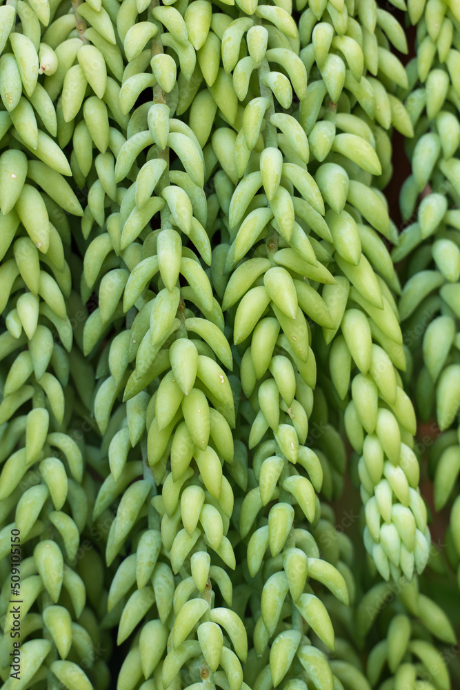 Sedum morganianum E. Walther, the donkey tail or burro's tail, flowering plant in the family Crassulaceae, native to southern Mexico, natural green background. Sedum morganianum E. Walther, the donkey tail or burro's tail, flowering plant in the family Crassulaceae, native to southern Mexico, natural green background.