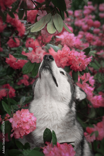 Portrait of an Alaskan Malamute dog in pink flowers