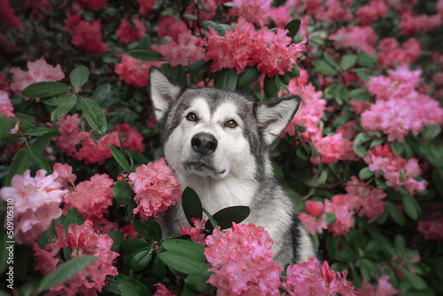 Portrait of an Alaskan Malamute dog in pink flowers