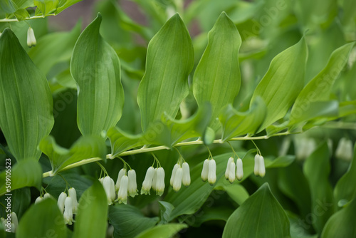 Polygonatum giganteum white bell shaped flowers, giant Solomon seal (Polygonatum canaliculatum, P. biflorum), herbaceous perennial plant with white flowers in the family Asparagaceae. photo