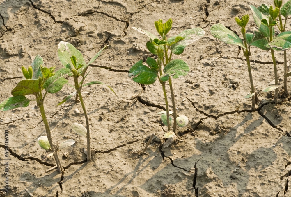 Dry cracked soil dirt, plant growth, dry damaged leaves.  