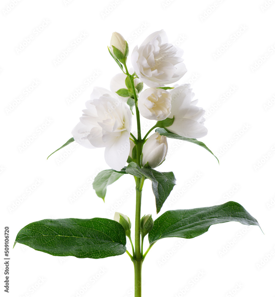 Jasmine flower, isolated on white background. Branch of white terry jasmine flowers. Jasmine flower, isolated on white background. Branch of white terry jasmine flowers.