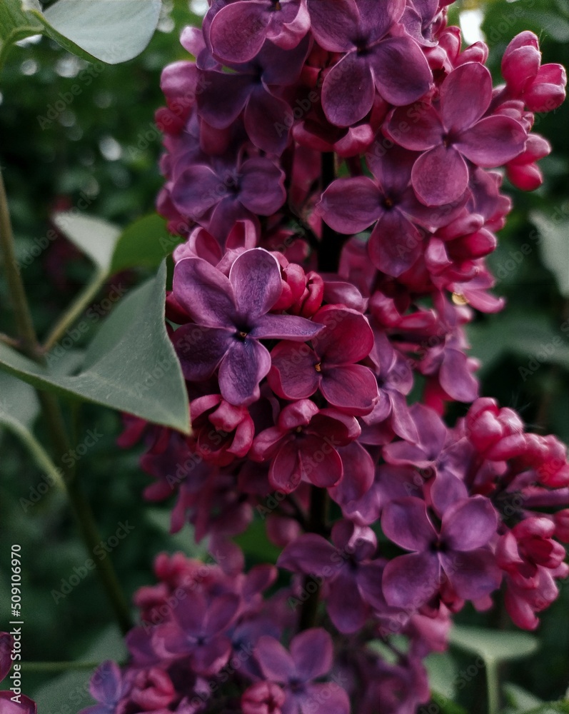 Fototapeta premium pink flowers