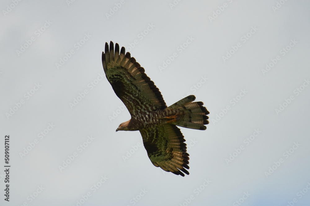 Fototapeta premium Wespenbussard (Pernis apivorus) in Linum