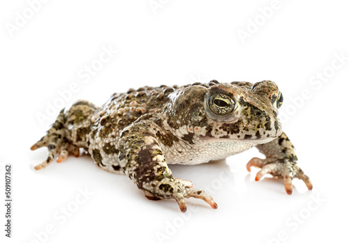 Natterjack toad in studio photo