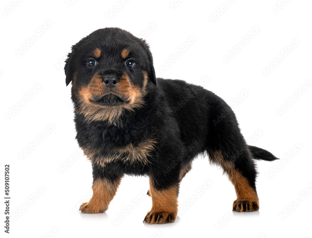 puppy rottweiler in studio