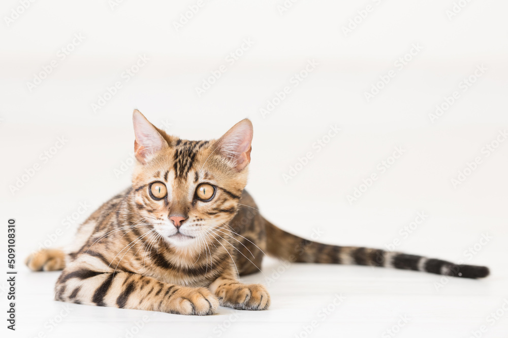 Obraz premium Young bengal cat lying on the ground, white background