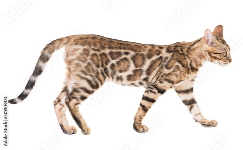 Side view of young bengal cat walking, isolated on white background © ventura