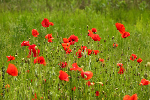 Summer field of blooming wild poppies © Free_styler