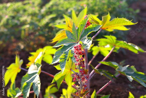 flowering castor oil plant, vegetal from where extracts the known laxative castor oil, used to produce biodiesel Castor oil plant, Ricinus communis, commonly known as castor oil plant. Medical seeds.