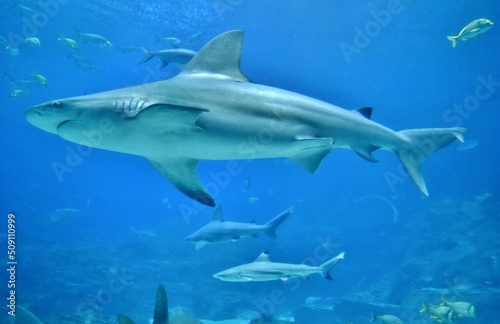 Giant shark in Atlanta aquarium - Atlanta, Georgia, USA