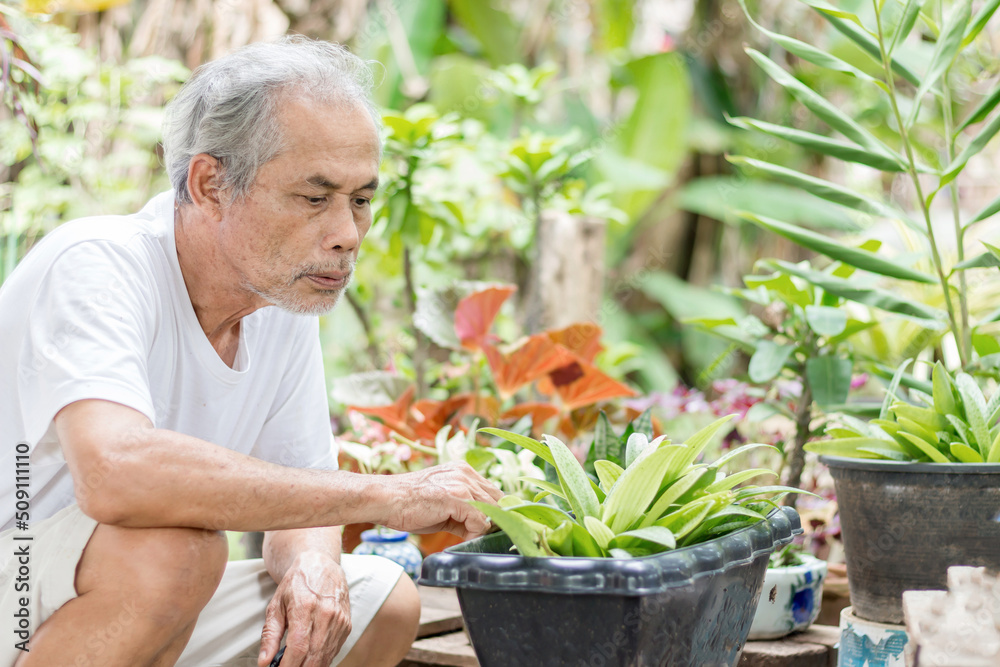 senior man caring for garden trees senior man caring for garden trees