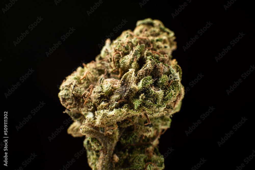 Marijuana flower bud macro close-up on a black background. Microdosing, remedy concept.