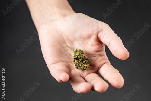 Marijuana bud on a female palm on a black background.