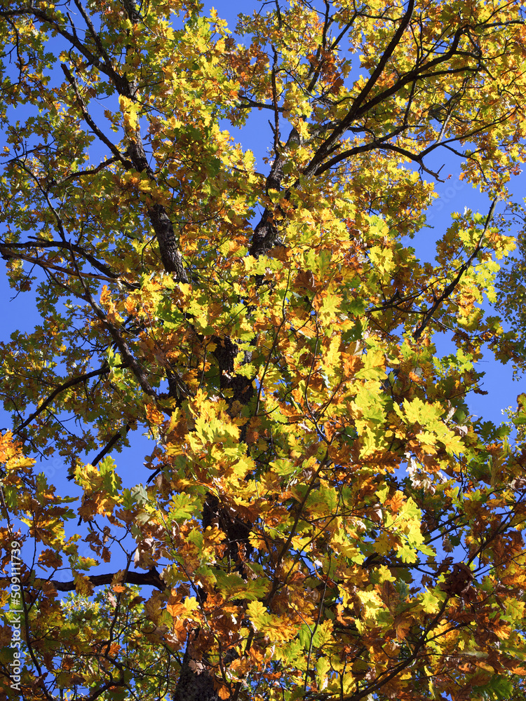Yellow oak leaves on tree branches. Autumn oak Yellow oak leaves on tree branches. Autumn oak